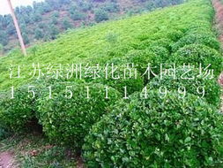小葉女貞球 江蘇綠洲綠化苗木園藝場的優選綠化苗木